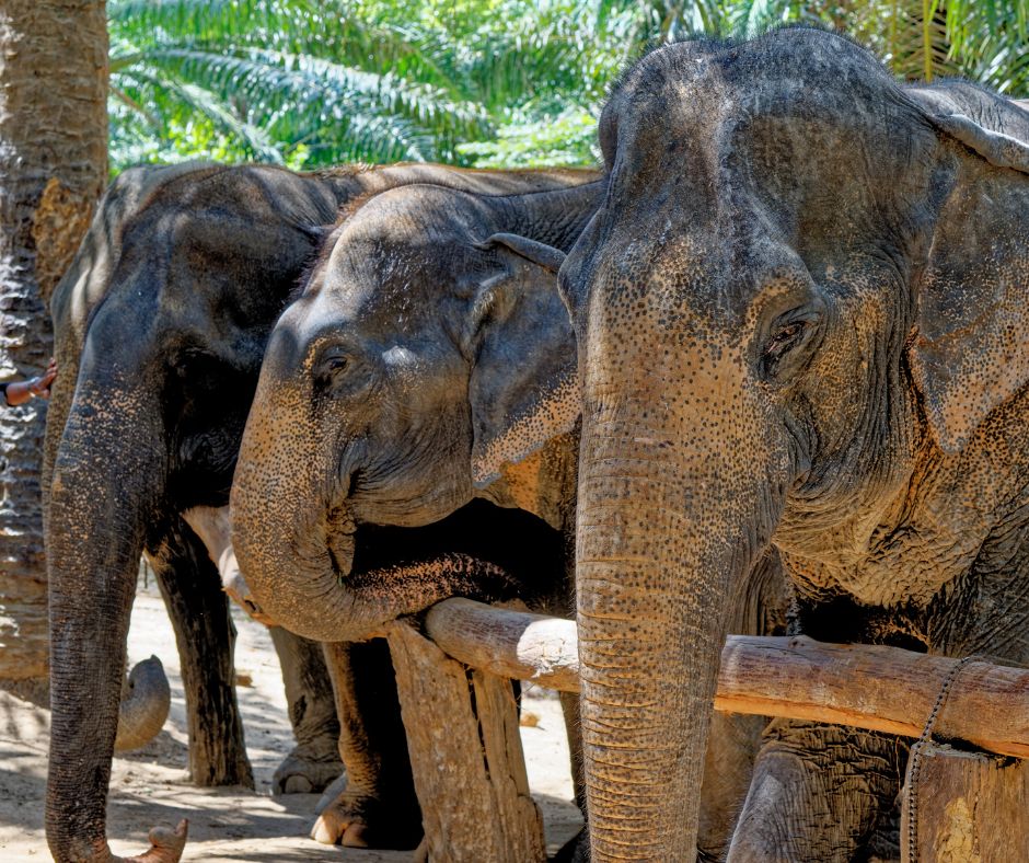 Santuário de Elefantes
