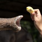 Elefantes - comendo