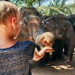 Santuário de Elefantes menina alimentando