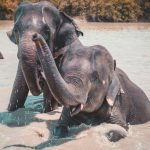 Elefantes tomando banho