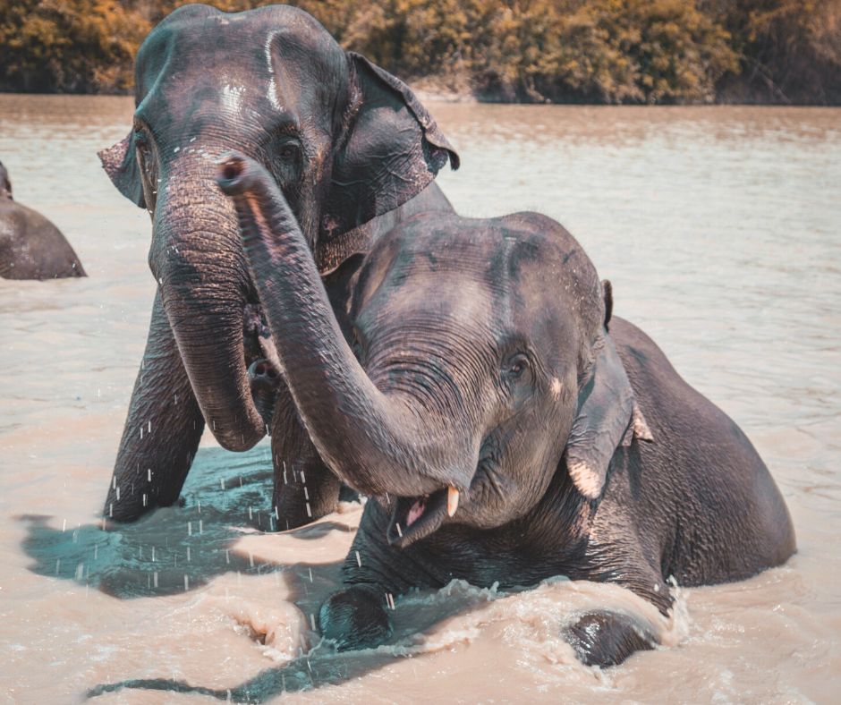 Elefantes tomando banho